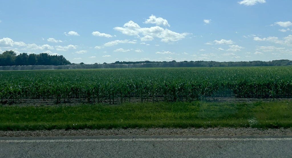 25 irrigated corn Angie Gradiz cropped.jpg